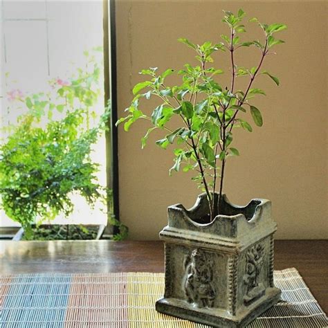 Top 10 Healthy and Healing Plants You Can Grow in Your Home | Tulsi plant, Growing plants ...