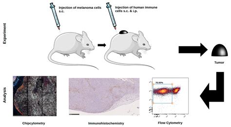 Using The Rcastva System To Model Human Cancer In Mice