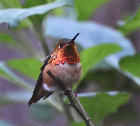 Allen’s hummingbird Oceanside California my garden | Flickr