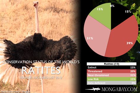 CHART: The world's most endangered ratites