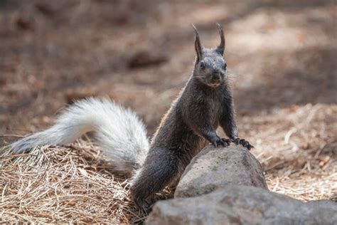 20 Fascinating Animals In Kaibab National Forest Seen On Our Hikes