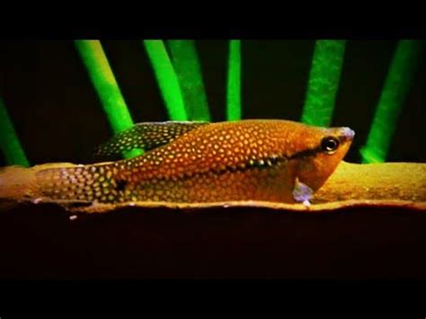 Pearl Gourami Care & Tank Set up Guide - YouTube