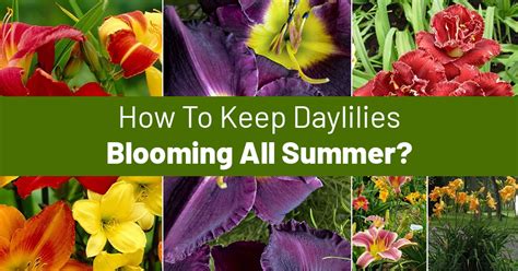 How To Keep Daylilies Blooming All Summer: Tips For Re-Bloom ...