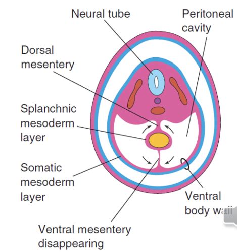 Body cavities Flashcards | Quizlet