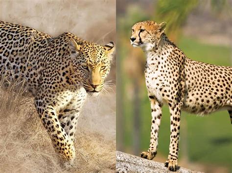 Cheetah vs Leopard - Who will Win?