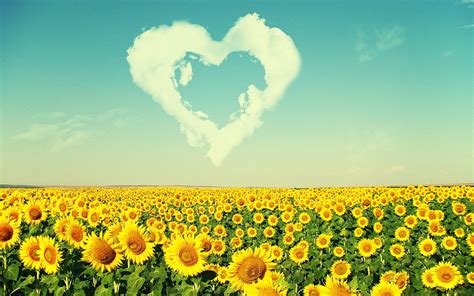 🔥 Download Field Of Sunflowers Love Wallpaper HD Background by ...