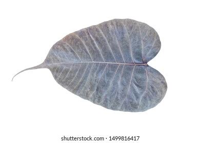 Close Dry Banyan Tree Leaf Isolated Stock Photo (Edit Now) 1499816417