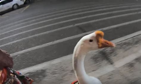 Pet goose takes a late-night trip to Wal-mart to find treats for his ...