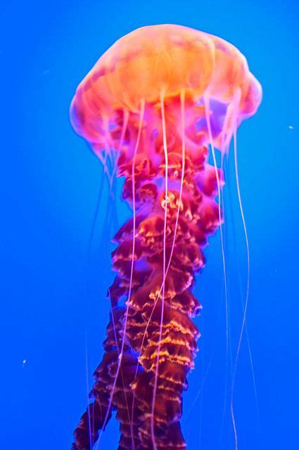 #neon #pink | Jellyfish photography, Jellyfish, Jellyfish species