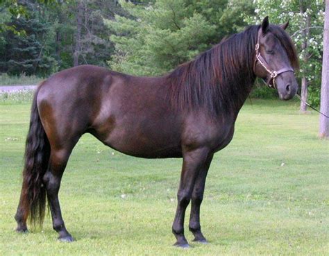 Beckett's Creek Ferari Kera | Canadian horse, Horse world, Horses