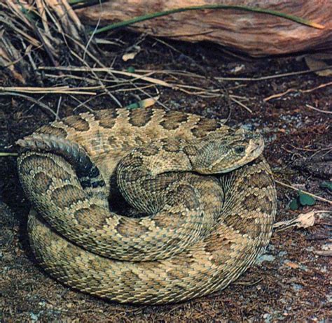 7 best venomous oklahoma snakes images on Pinterest | Oklahoma, Snake and Snakes