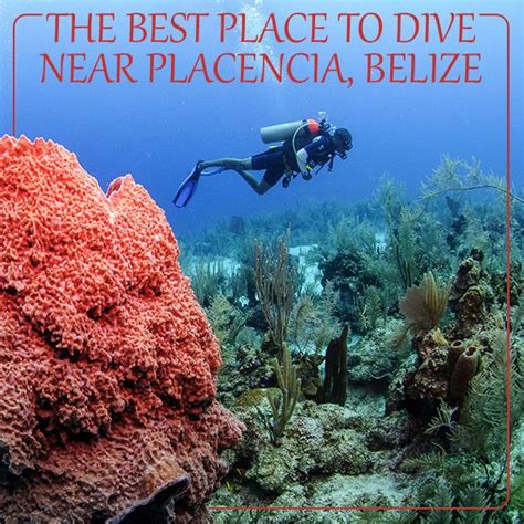 Here are some of the best places to enjoy scuba diving near Placencia... | Placencia belize ...