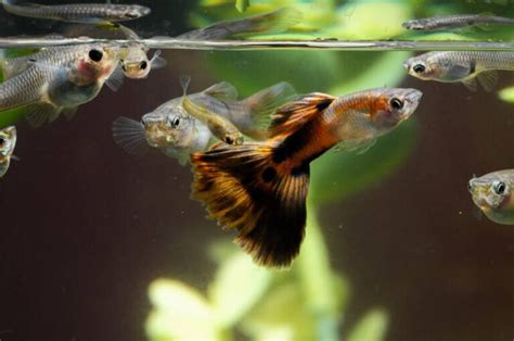 Pregnant Guppy? What to Look For & Stages (Guide)