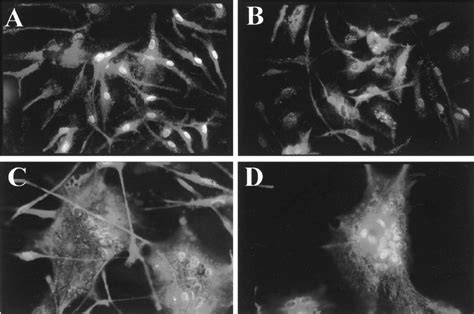 Multinucleated giant cell formation in uninfected microglial cells (A)... | Download Scientific ...