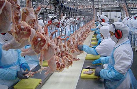 Poultry processing plant biosecurity, cutting COVID risks | WATTAgNet ...