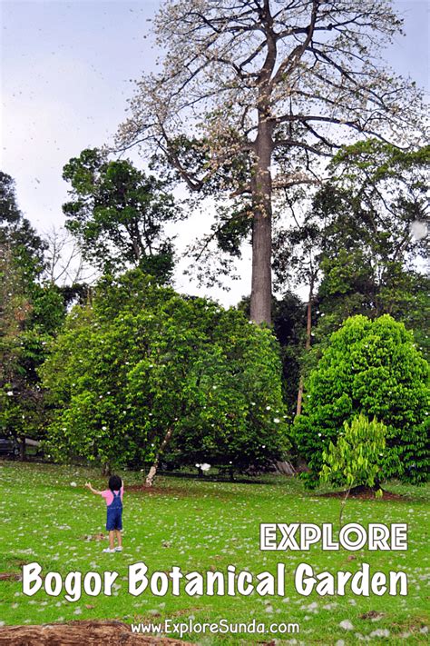 Bogor Botanical Garden | The Best Park for Picnic and Learning Botany