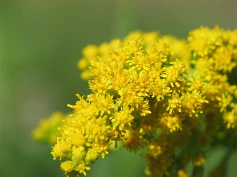 Goldenrod - Color Sorting