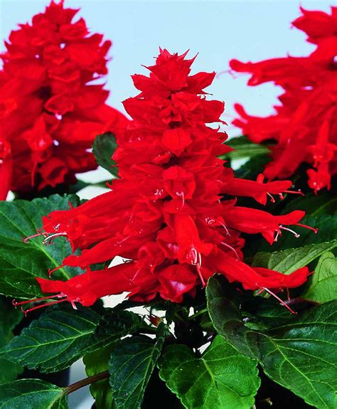 SALVIA splendens REDDY BRIGHT RED - Muller Seeds