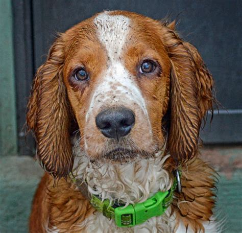 100+ Springer Spaniel Haircut Stock Photos, Pictures & Royalty-Free ...