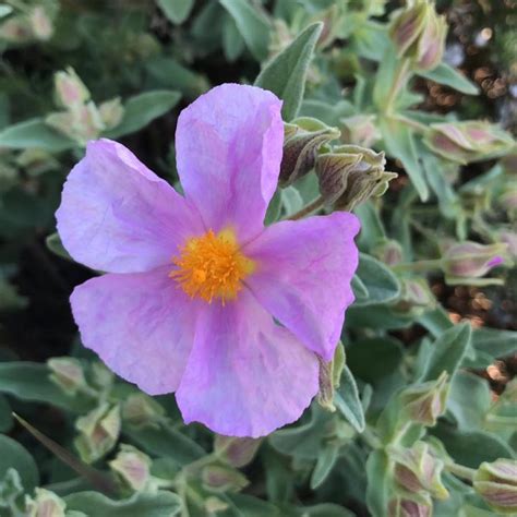 Cistus albidus - Vivero Pullally