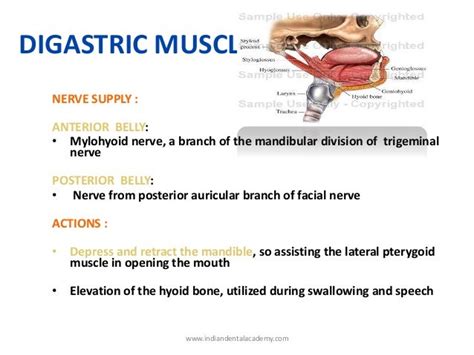 Muscles of mastication / dental courses