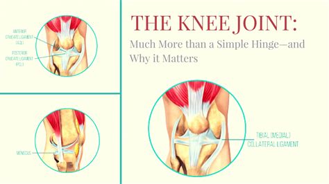 The Knee Joint: Much More than a Simple Hinge—and Why it Matters in Your Yoga Practice - YogaUOnline