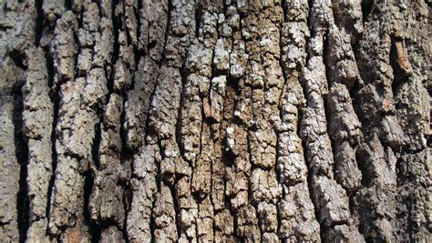 Free Images - live oak tree bark