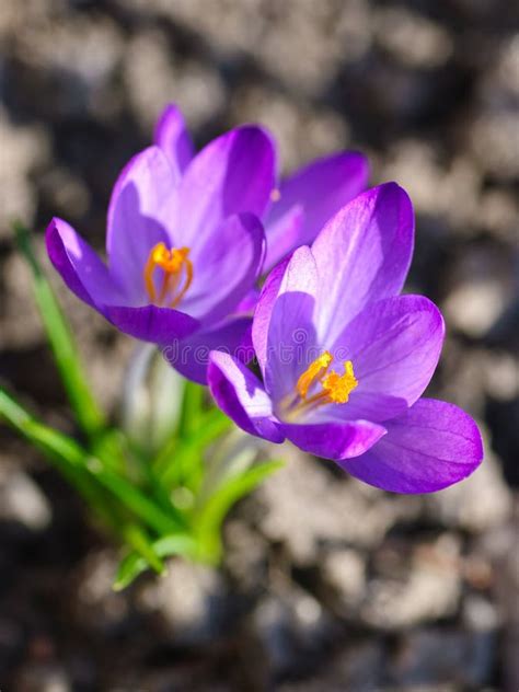 Purple crocus flowers stock image. Image of green, oriental - 14947795