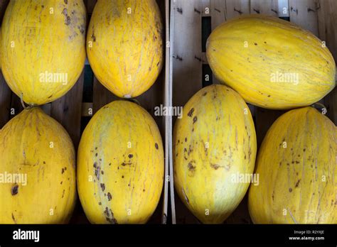 Canary melon Stock Photo - Alamy