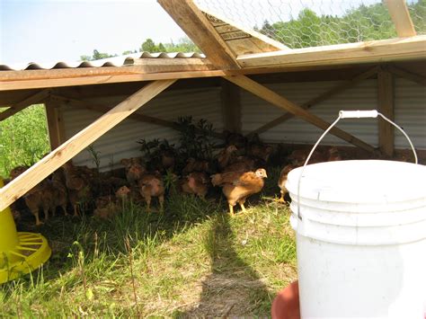 DAVID'S FOLLY FARM: Chicken Tractor