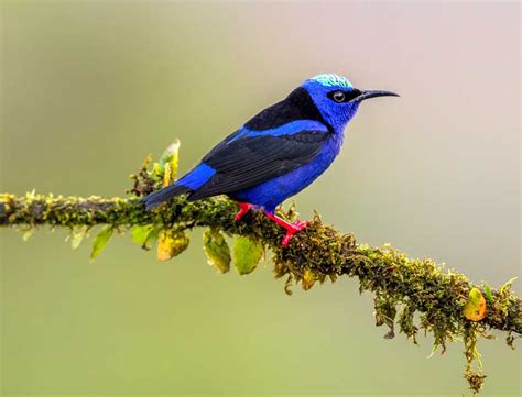 How to Feed Mealworms to Bluebirds | #1 Guide | Atbuz