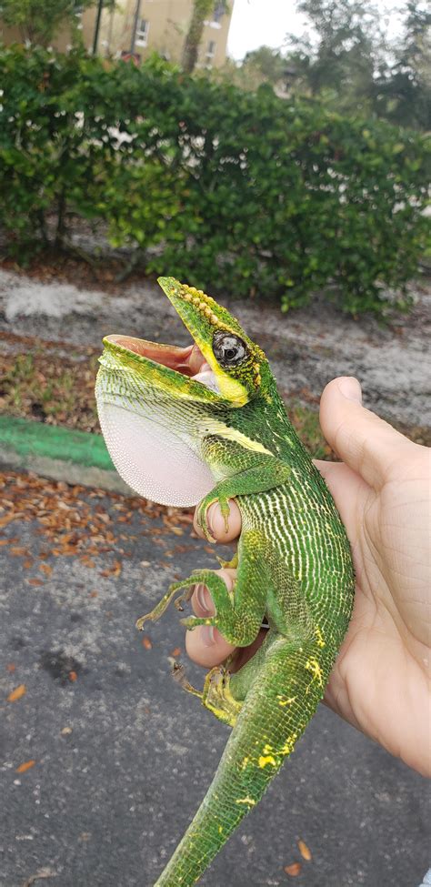 A gorgeous Cuban Knight Anole I caught on the side of the road today ...