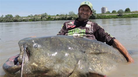 Gigantic, 9.4-foot-long catfish is the largest ever caught | Live Science