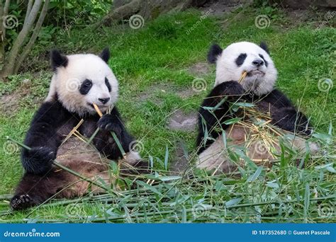 Giant Pandas, Bear Pandas, Baby Panda and His Mother Eating Bamboo ...