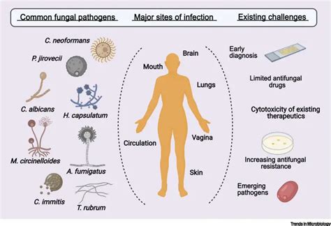 Types Of Fungi On Humans