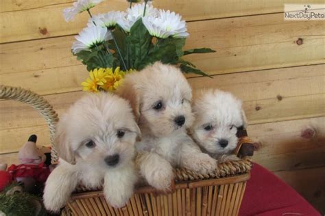 Meet TOOO CUTE!! a cute Lhasapoo puppy for sale for $600. TOOO CUTE ! | Puppies, Cute puppies, Cute