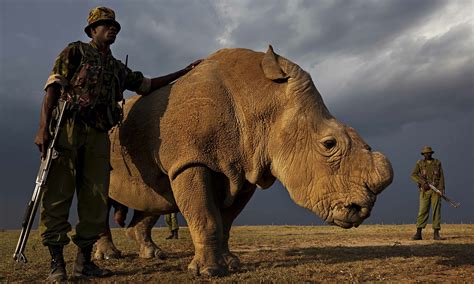 The Northern White Rhinos’ Tenuous Existence – SQ Online