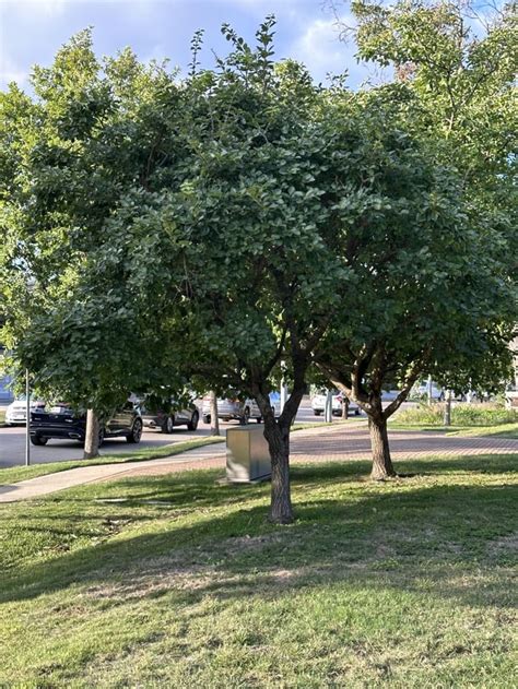 Wondering what this tree is with blue berries. South east Texas growing ...