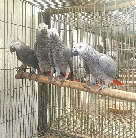 Get Stunning Congo African Grey | Congo African Grey | CJ Parrots Farm