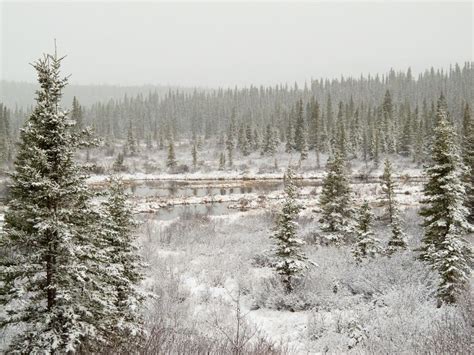 Taiga trees have many adaptations for surviving harsh winters, a short growing season, and ...