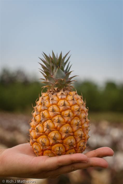 Pineapple Farming in Taiwan | The Taiwan Photographer, Rich J Matheson