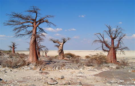 Makgadikgadi Pans NP Photos – Images & Pictures