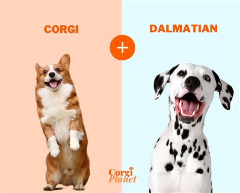 Discovering the Dalmatian Corgi Mix: 9 Surprising Traits - Corgi Planet