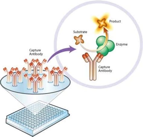 Abcam Pyruvate dehydrogenase (PDH) Enzyme Activity Microplate Assay Kit ...