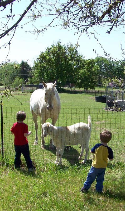 Kids And Farm Animals Free Stock Photo - Public Domain Pictures