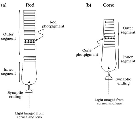 Photoreceptors; Photoreceptors, Retinal