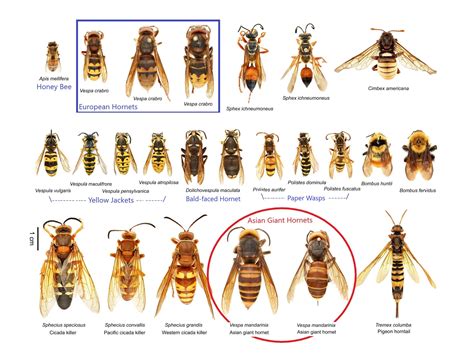 Queen Hornet Identification