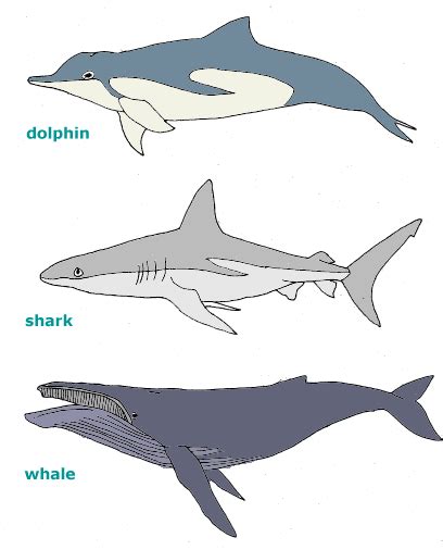 dolphin, shark, whale http://schoolnet.org.za/PILAfrica/en/webs/17963/images/05-diagram.gif ...