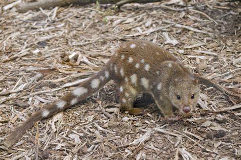 Dogs Help With Northern Quoll Conservation - The Wolf Center