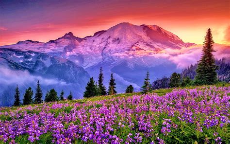 Rainier National Park, Washington, mountains, meadow, usa, colors ...